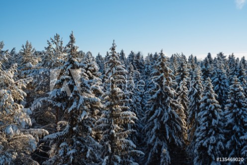 Picture of Russian winter forest and sky beautiful landscape